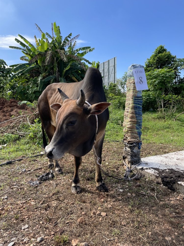 Animal,Sacrifice,Cow,In,The,Yard,Of,The,Mosque.,Eid