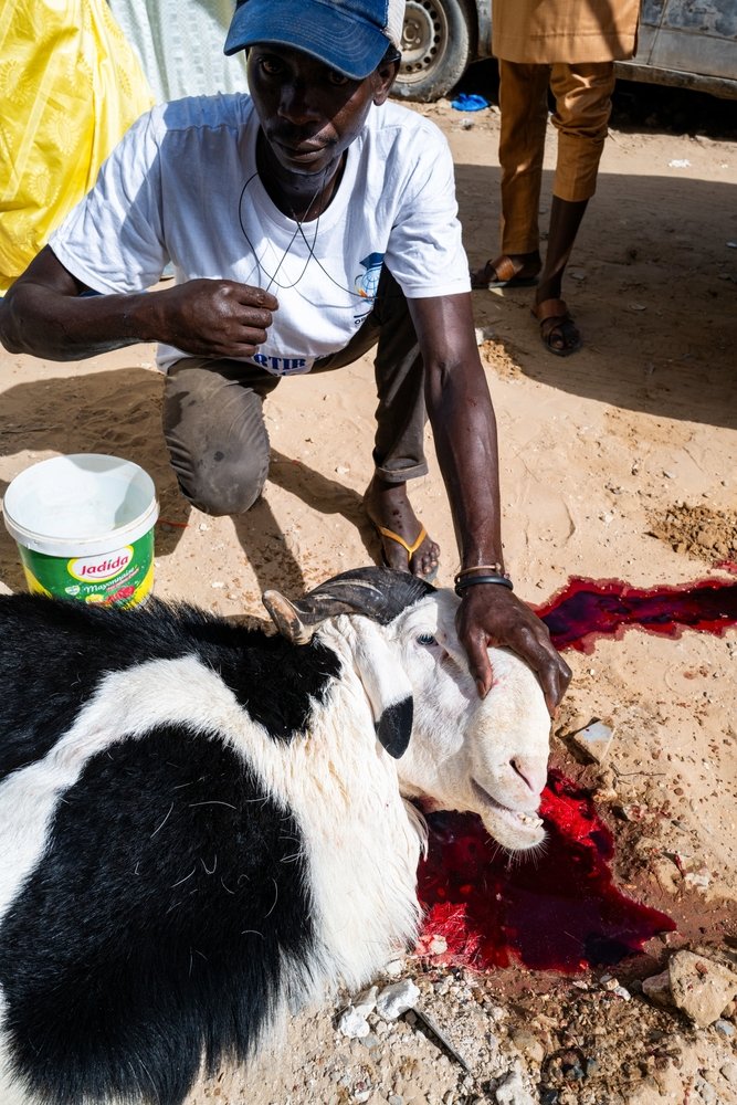 Dakar,,Senegal,,Africa,,June,28,2023,,The,Sacrifice,Of,The