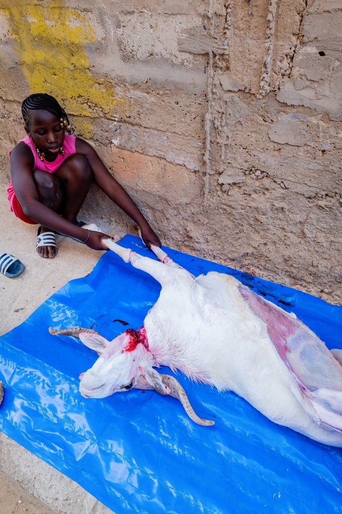 Dakar,,Senegal,,Africa,,June,28,2023,,The,Sacrifice,Of,The