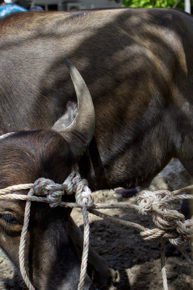Close up,Of,A,Buffalo,Head,And,Horn,,Tied,With,Rope,
