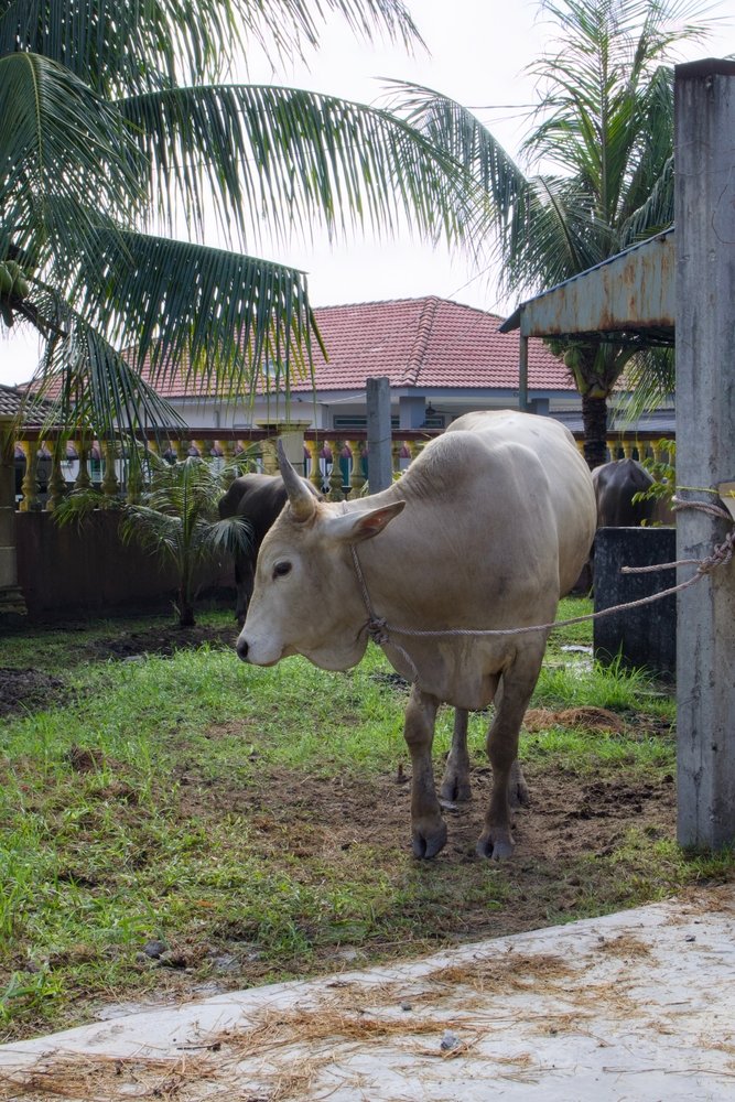 A,White,Cow,Tethered,In,A,Grassy,Backyard,,Prepared,For