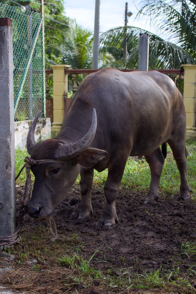 A,Domesticated,Water,Buffalo,Tied,To,A,Post,,Symbolizing,Preparation
